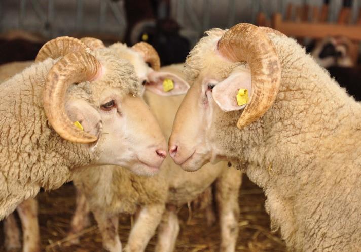 Denmark Muslims and Jews slam Halal slaughter ban