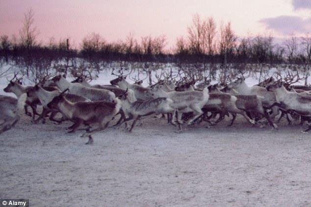 Norway plans to create a reindeer that Muslims can eat