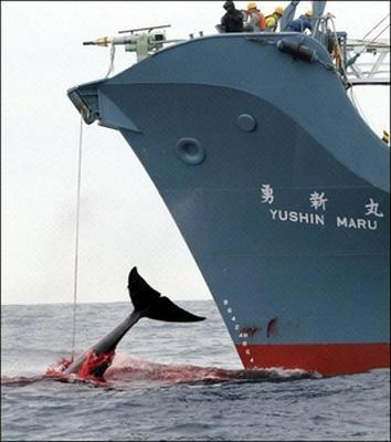 Japanese whaling ship gets Halal certification