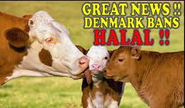 Million dollars lose for banning Halal by Denmark