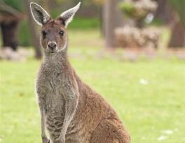 Kangaroo meat is Halal, Turkey 