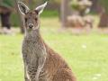 Kangaroo meat is Halal, Turkey