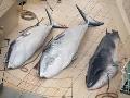 Halal Whale Meat Part of Japan’s Appeal to Muslim Tourists