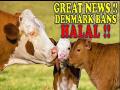 Million dollars lose for banning Halal by Denmark