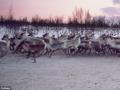 Norway plans to create a reindeer that Muslims can eat